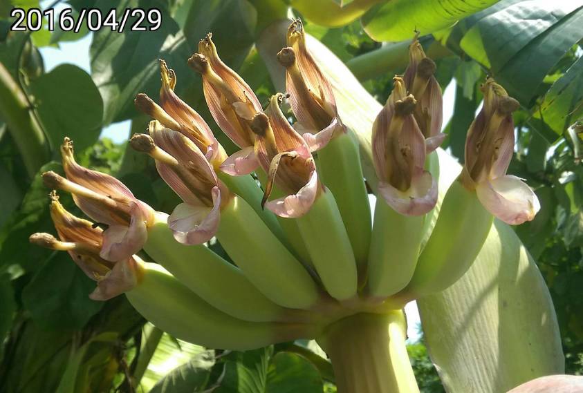 芭蕉的花 banana flowers
